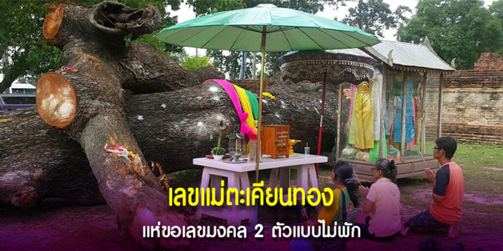 โค้งสุดท้ายก่อนวันหวยออก คอหวยแห่ขูดเลขเด็ดจากต้นตะเคียนทองสมัยพระเจ้าเสือ